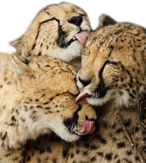 👪 cheetah, animals, big cats, licking, affection, wildlife whatsapp sticker