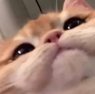 ♥️ gatto, animale, animale domestico, arancione, domestico telegram sticker