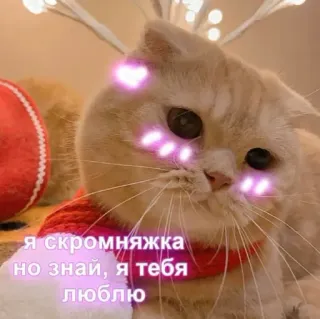 ❤️ я скромняжка но знай, я тебя люблю chat, mignon, amour, animal, coeur whatsapp sticker