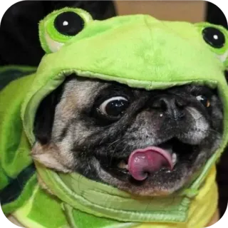🐶 pug telegram sticker