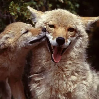 😃 coyote, fauna selvatica, animale, natura, mammifero telegram sticker