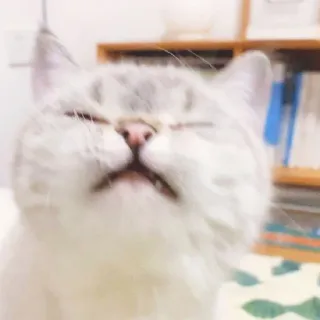 😣 gato, mascota, animal, lindo, gracioso, meme whatsapp sticker