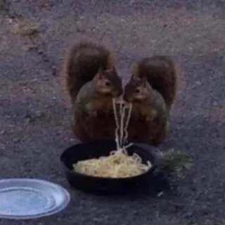 ❤ écureuils, spaghetti, animaux, nourriture, faune, rongeurs, pâtes telegram sticker