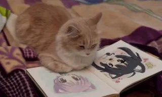 📖 gato, anime, animal de estimação, desenho, ilustração whatsapp sticker