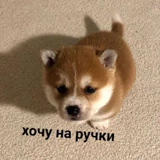 🥺 хочу на ручки ลูกหมา, หมา, น่ารัก, สัตว์, สัตว์เลี้ยง, ชิบะ อินุ, อยากให้อุ้ม telegram sticker