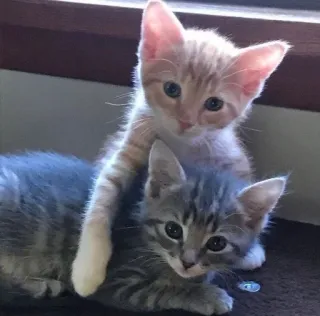 💘 猫, 小猫, 动物, 宠物, 可爱, 家畜 telegram sticker
