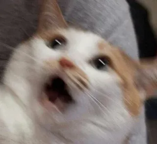 😱 gatto, scioccato, sorpreso, spaventato, divertente telegram sticker