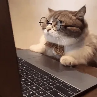 🤓 cat, computer, glasses, laptop, bow tie, smart cat telegram sticker
