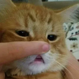 😣 gatto, animale, gatto arancione, animale domestico, carino, dito, divertente telegram sticker