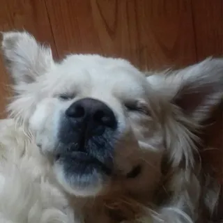 😌 Hund, Golden Retriever, Haustier, schlafend, Tier, süß, Haustier, Hunderasse telegram sticker
