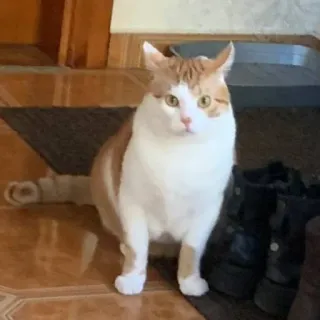 😾 whatsapp sticker