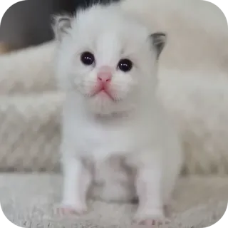 🐱 kätzchen, katze, tier, süß, haustier, hauskatze telegram sticker