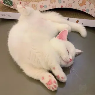 🤯 Purrytail 猫, 睡眠, 白猫, 動物, かわいい, ペット telegram sticker