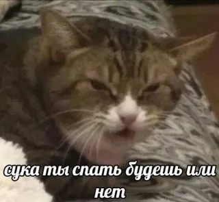 🤍 сука ты спать будешь или нет gato, russo, meme, engraçado, ofensivo, animal telegram sticker