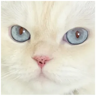 💥 gatto, gatto bianco, animale domestico, animale, occhi, occhi blu, gatto domestico, primo piano whatsapp sticker