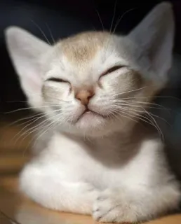 😎 猫, 小猫, 可爱, 动物, 宠物, 睡觉 telegram sticker