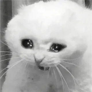 🐈 고양이, 슬픈, 울음, 밈, 흰색, 동물 whatsapp sticker