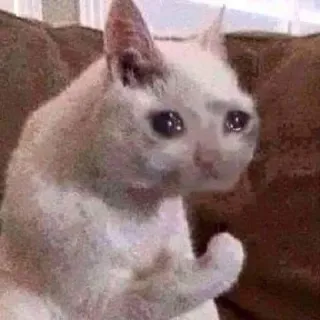 💪 gatto, meme, triste, piangere, divertente, animale telegram sticker