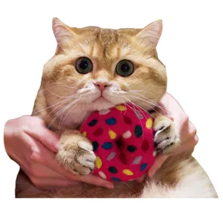 👛 cat, donut, pet, animal, cute, domestic telegram sticker