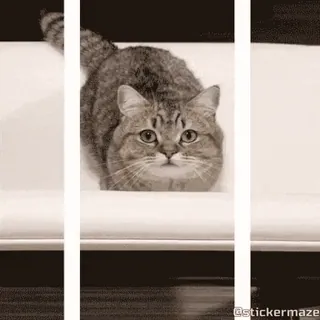 😻 cat, animal, sticker, meme, funny, pet telegram sticker