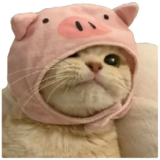 😸 cat, pig, animal, hat, cute, sticker, pet telegram sticker