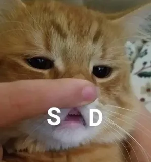😢 SAD gato, triste, mascota, animal, naranja, meme telegram sticker