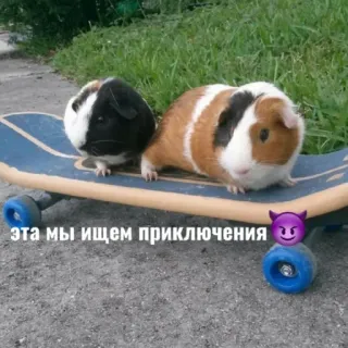 😏 Эта мы ищем приключения cochons d'Inde, skateboard, animaux, mignon telegram sticker