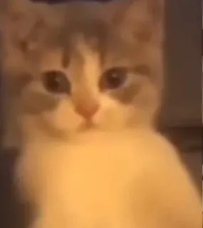 🤨 кот, котенок, животное, милый, питомец telegram sticker