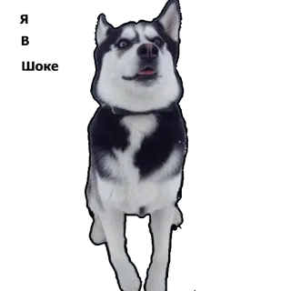 😲 dog, husky, animal, pet, cute whatsapp sticker