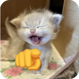 👍 kitten, cat, pointing, emoji, cute, pet, animal telegram sticker