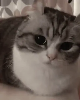 🥱 猫, 動物, ペット, かわいい, 家畜, 飼い猫, 哺乳類, ネコ科 telegram sticker