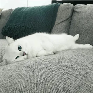 🌝 gato, animal de estimação, animal, gato branco, gato doméstico, fofo, sofá, relaxante, felino whatsapp sticker