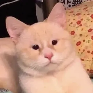 😨 Katze, Kätzchen, Tier, Haustier, süß, Meme, lustig telegram sticker