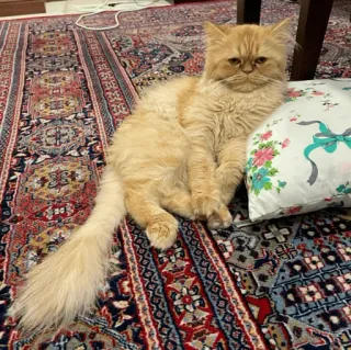 🐈 고양이, 애완동물, 동물, 집고양이, 폭신한, 귀여운, 페르시안 고양이, 고양이과 telegram sticker