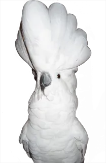 👋 cockatoo, bird, parrot, white, animal, pet telegram sticker