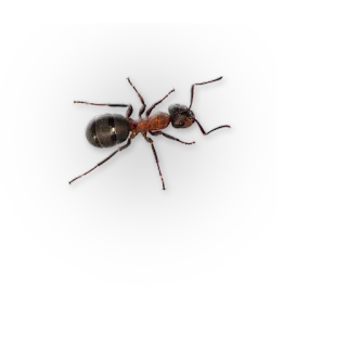🐜 mrówka, owad, zwierzę, natura telegram sticker