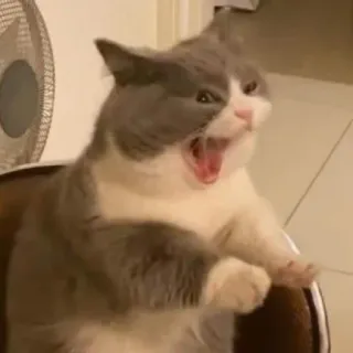 😮 猫, あくび, 動物, 飼い猫, かわいい, 面白い telegram sticker