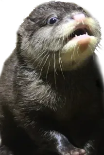 😦 выдра, животное, млекопитающее, дикая природа, милый, водное животное telegram sticker