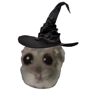 🧙‍♀ 햄스터, 마녀, 모자, 귀여운, 할로윈, 동물 whatsapp sticker