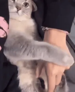 ❤ chat, animal de compagnie, animal, mignon, domestique, félin, mammifère whatsapp sticker