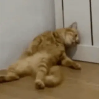 😴 mèo, mèo cam, nằm, sàn nhà, mệt mỏi telegram sticker