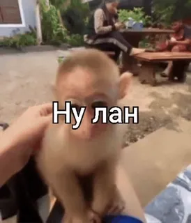 😳 Ну лан monkey, cute, animal, russian, ok, meme whatsapp sticker