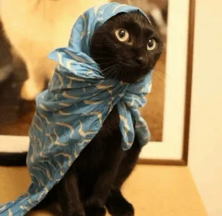 🍥 gato, cachecol, animal, gato preto, animal de estimação, fofo telegram sticker