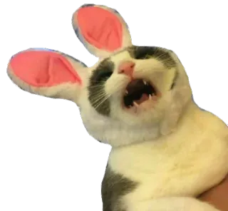 😵 кот, заячьи уши, животное, питомец, пасха, милый, смешной whatsapp sticker