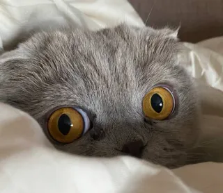 👀 gato, mascota, animal, lindo, ojos, scottish fold, mamífero telegram sticker