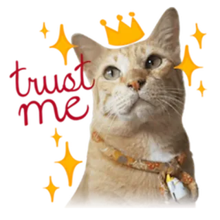 😌 Katze, Tier, Haustier, süß, Hauskatze telegram sticker