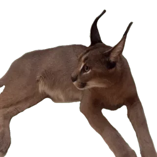😐 каракал, кошка, животное, дикая природа, кошачий telegram sticker