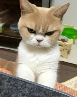 😡 gatto, arrabbiato, felino, animale domestico, animale, gatto domestico telegram sticker