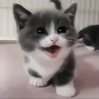 🍄 고양이, 새끼 고양이, 귀여운, 애완동물, 동물, 포유류 telegram sticker