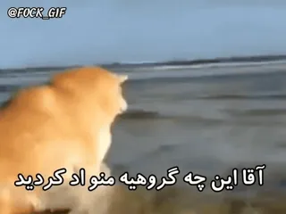 😐 آقا این چه گوهیه منو اد کردید chat, mème, drôle, animal whatsapp sticker